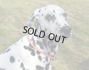 画像7: 【選べるカラー35色/オーダーメイド】犬用/ハーフチョーク/パラ チョーク/パラコードチョーク/パラシュートコード/首輪/幅約9mm