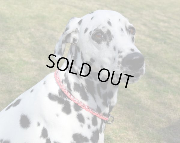 画像7: 【選べるカラー35色/オーダーメイド】犬用/ハーフチョーク/パラ チョーク/パラコードチョーク/パラシュートコード/首輪/幅約9mm